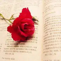 小清新头像唯美文艺简约微信头像图片大全