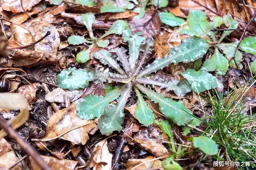 1种被名字耽误的野菜,根却如此珍贵,采回家1斤能卖26