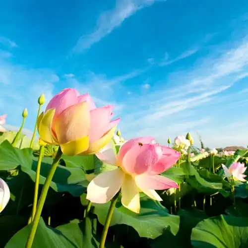 夜读丨祝你荷荷美美,好运莲莲