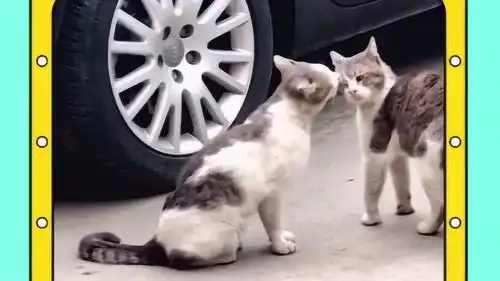 女友的亲热承受不起小猫你咬我眼睫毛了