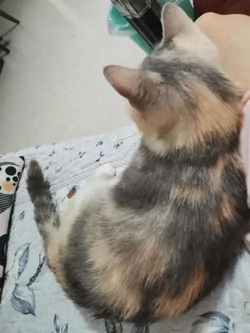 发一下我家猫猫里我觉得敲可爱的图不可爱俺就...