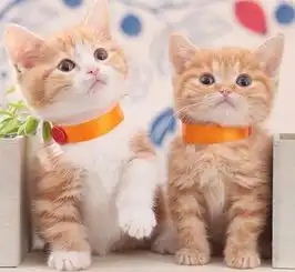 捡回一只小奶猫,橘猫抱着不撒手这个妹妹我曾见过的