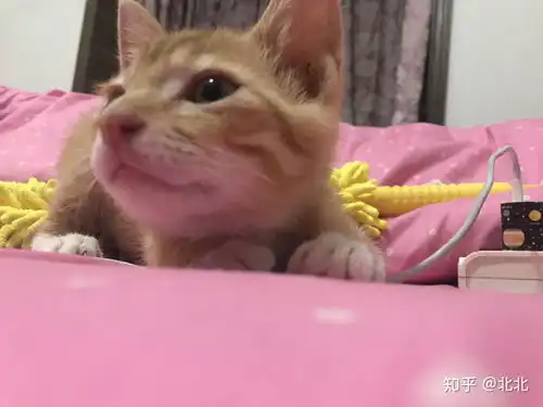 大家有没有可爱的橘猫照片分享
