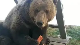 生活在俄罗斯的熊
