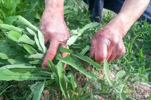 曾是穷人救命菜,养肝明目不输蒲公英,可惜沦为路边杂草