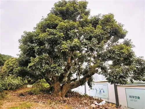 南山拍卖6棵古树荔枝采摘权树龄百年以上起拍价每棵2万元