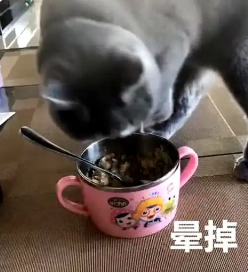 猫咪嫌弃食物不好吃,做出抓猫砂掩埋的动作,主人看后笑喷了