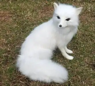 狐狸图片,动漫图片也行,多者得分