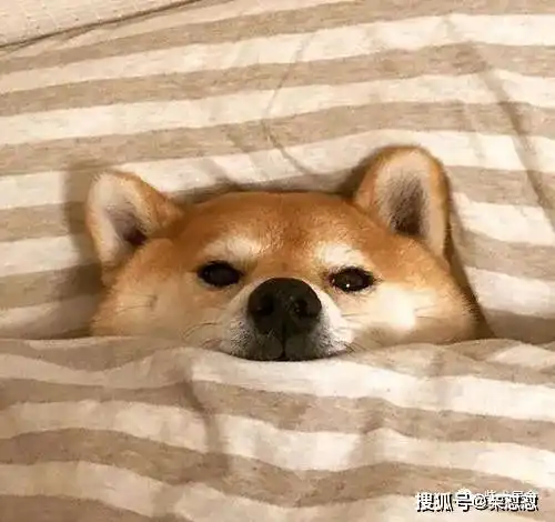 几百块想买柴犬怎么可能