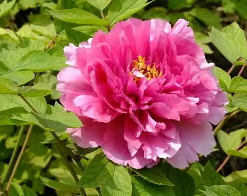 绝代只西子,众芳唯牡丹