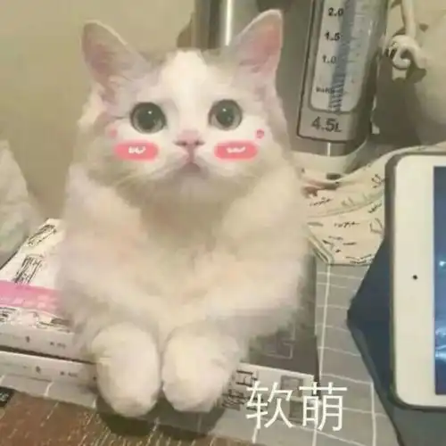 表情包和男朋友聊天时用的超可爱猫咪表情包