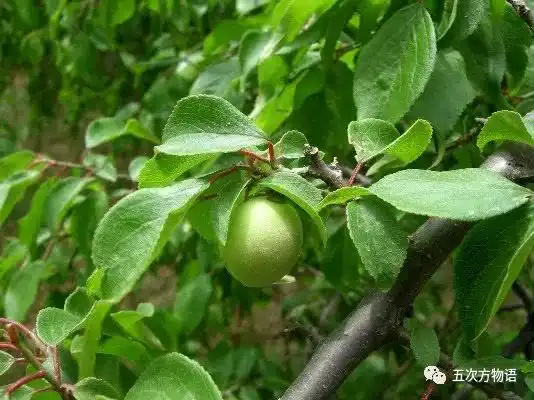 毛不易三九的梅花红了东北满山的雪这是扯犊子