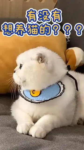 养猫送女朋友你们要不要养一个啊