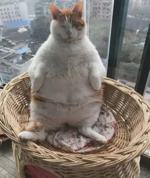 哥斯拉大战金刚2和哥斯拉负一的共同点猫