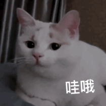 每日一笑,猫猫的鬼畜表情包
