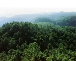 青松林海