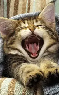 可爱萌猫高清手机壁纸