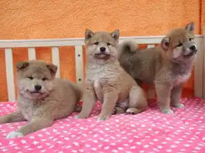图品质健康有保障柴犬热卖中专业繁殖中心值得信赖成都宠物狗