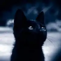 微信头像卡通猫微信头像图片大全