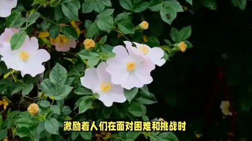 蔷薇的寓意和象征风水你了解多少