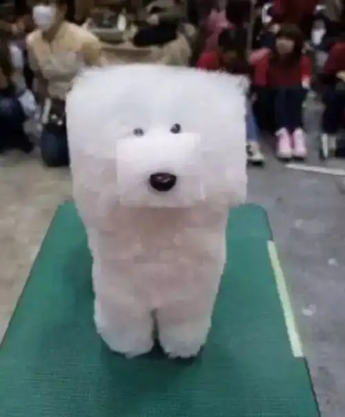 剪毛后狗子们的奇葩造型,同样是屁股毛的柯基,怎么就差这么大呢