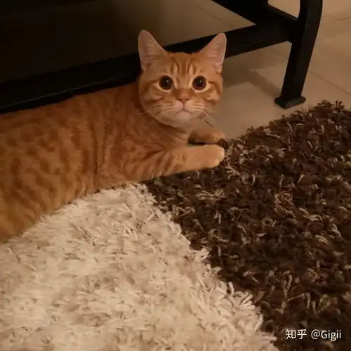 你见过的最可爱的小橘猫长什么样