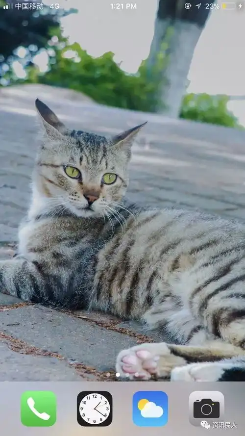 民大专属壁纸做我的猫,把你搂在怀里使坏