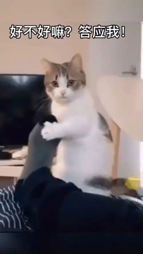 养猫可比女朋友黏人多了