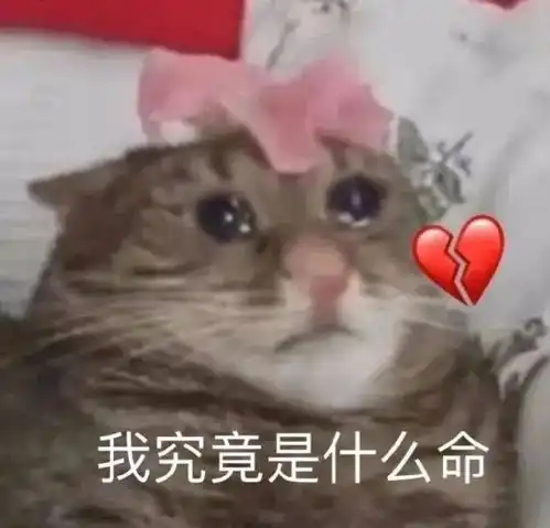 表情包等我来在开始