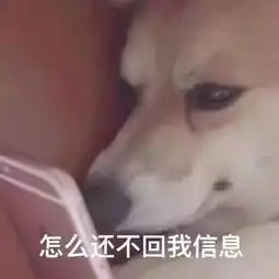 狗子也避暑四只哈士奇合力拆家唯独不拆空调