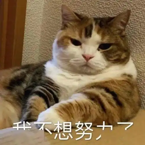 可爱的猫咪表情大全,请收藏备用