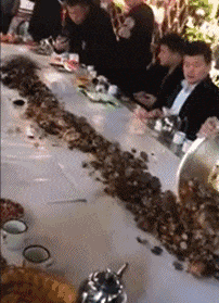 搞笑gif动态图服务员,你原来是喂猪的吧