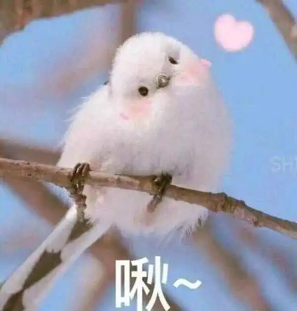 晚安小集今夜月色温柔,晚安,我的朋友its