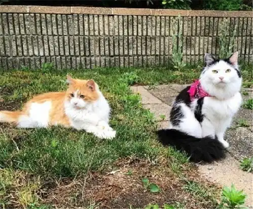 猫版安迪小包总,追自己喜欢的人就要坚持不懈