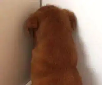 狗狗犯错后被罚面壁思过,悄悄回头表情太萌,主人笑到肚子疼