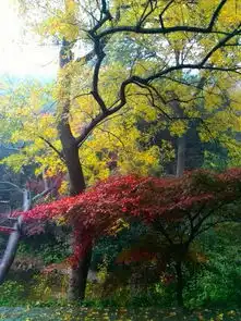 秋林如画,栖霞山上又栖霞图片