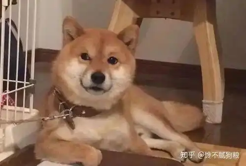 狗狗做这些小动作,是向主人传递爱的信号,别不懂接收