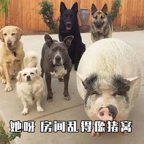 新年狗狗表情包,我已经存好了