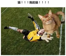 当足球场上混入了猫
