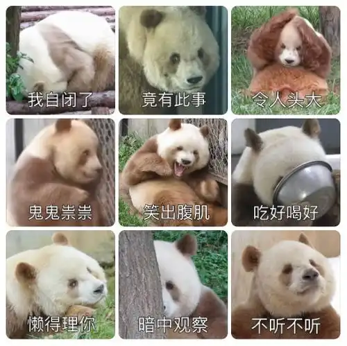 热闻三岁啦棕色大熊猫七仔的儿子八仔是正常的黑白配色独特魅力引关注