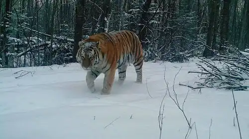 不善言辞的父爱雄猞猁偷摸给妻儿送食物当保镖
