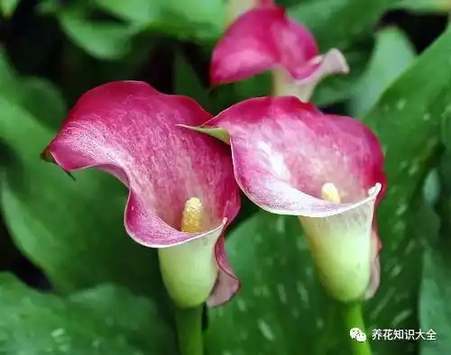 花草记这高贵之花,开花能开大半年,你知道吗