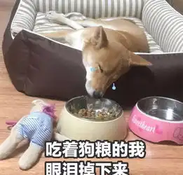 太甜蜜啦苏州10对老夫妇拍婚纱照过七夕