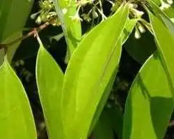 少花荸荠