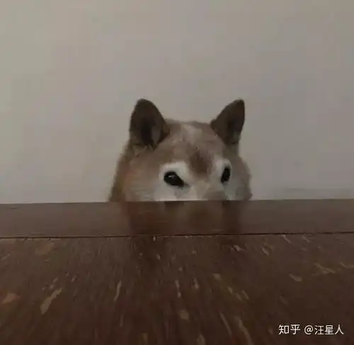 全天下最愤怒的汪高龄柴柴居然因为一张表情包走红了