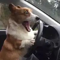 单身狗的qq头像