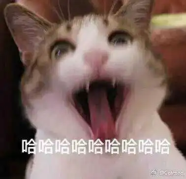 猫咪表情包,好可爱,我心都要化了