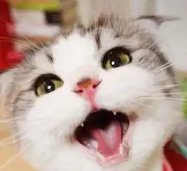 我是一只自卑到骨子里的猫