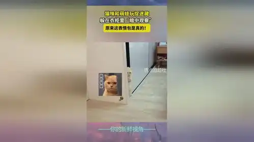 猫咪和萌娃玩捉迷藏躲在衣柜里暗中观察原来这表情包是真的