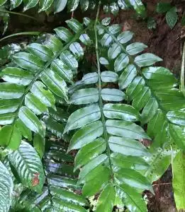 马蹄蕨